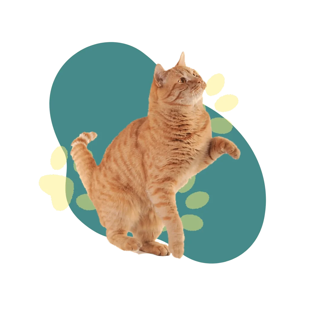 cat essentials nutripaw