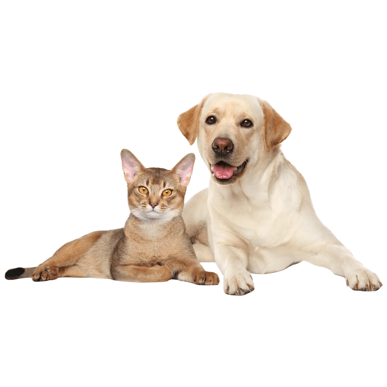 pet express dog and cat seating